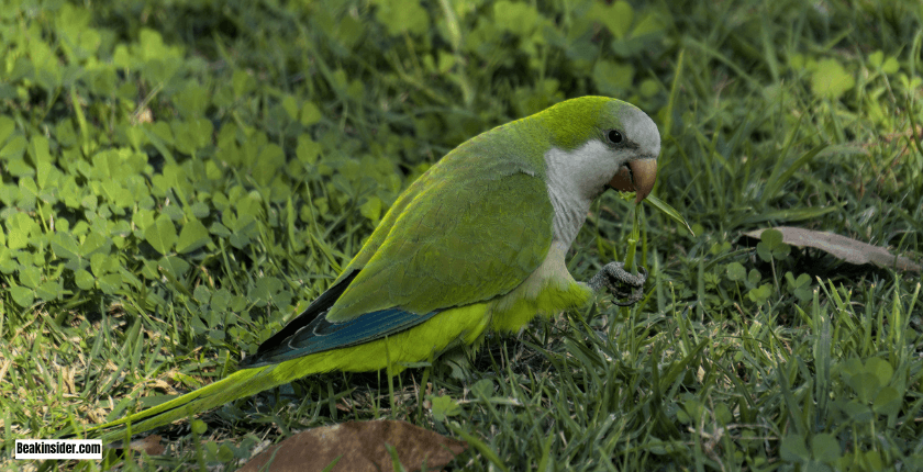 Other Talkative Parrots