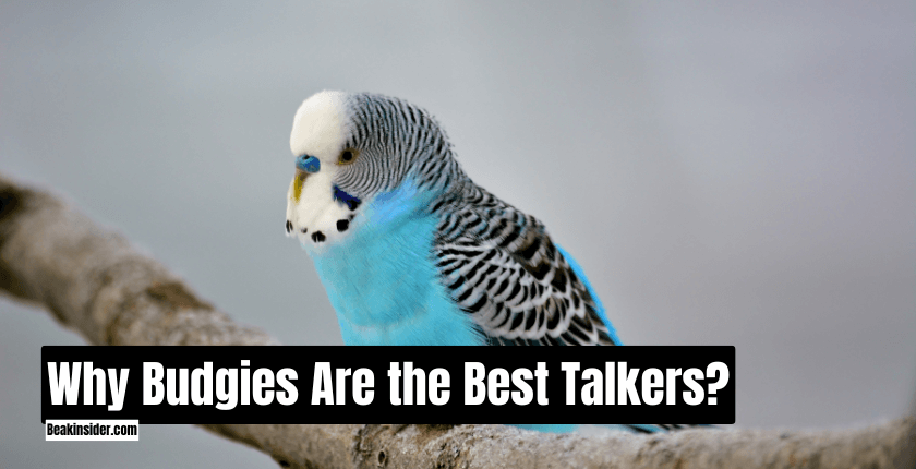 Why Budgies Are the Best Talkers?